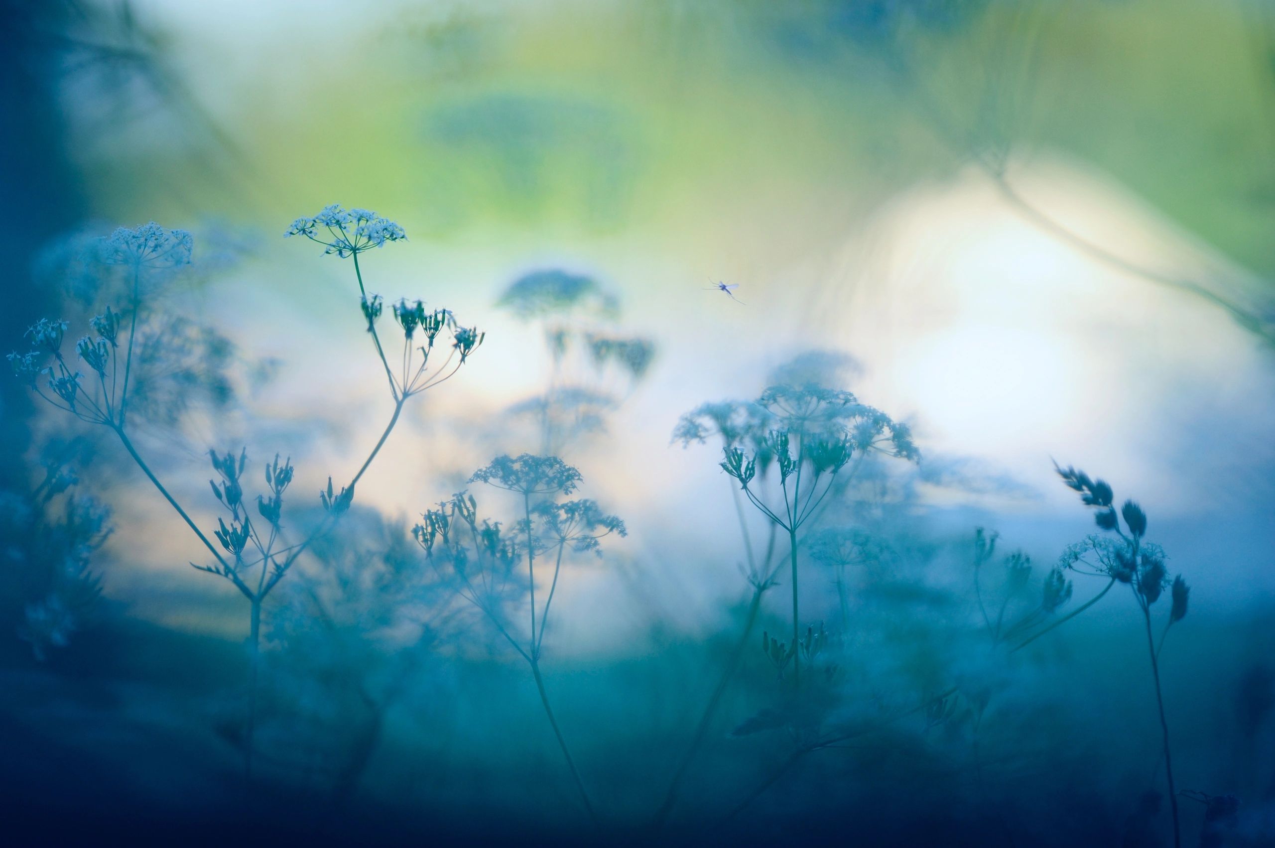 Wildflower meadow in soft light